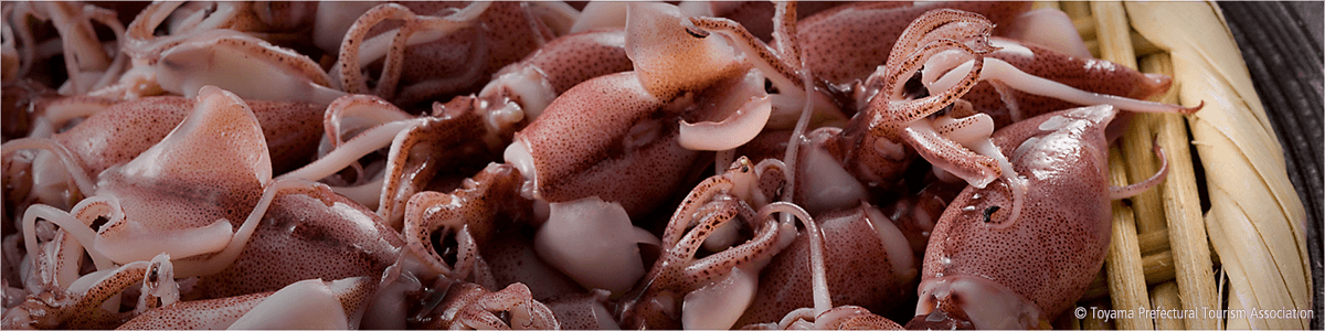 Boiled Firefly Squid