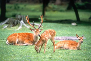 Nara Park